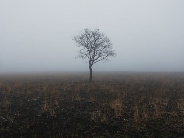 desolate foggy field with a single leafless tree in the middle