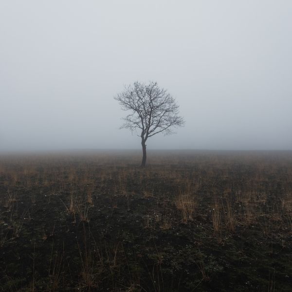 desolate foggy field with a single leafless tree in the middle
