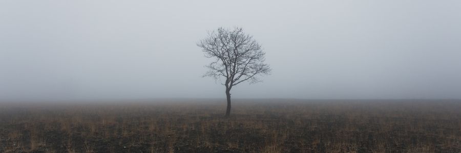 desolate foggy field with a single leafless tree in the middle