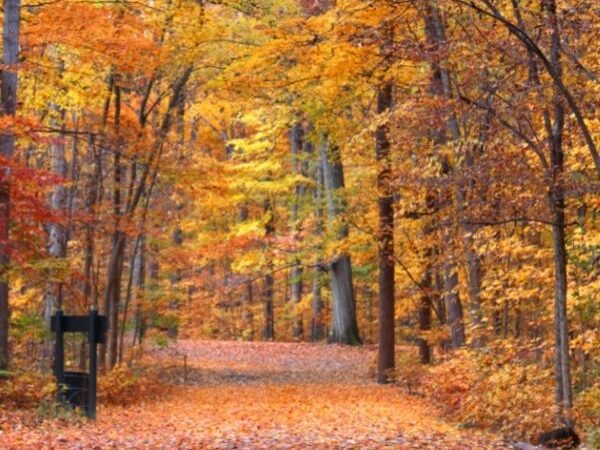 forest trail littered with orange leaves with autumn trees on either side