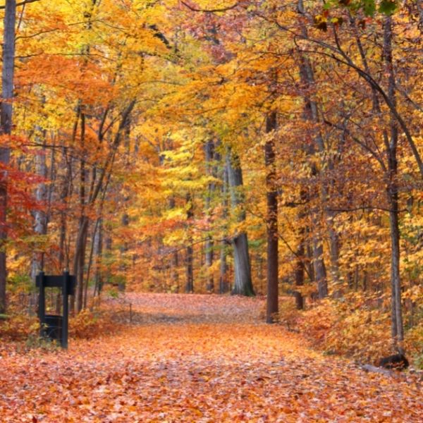 forest trail littered with orange leaves with autumn trees on either side