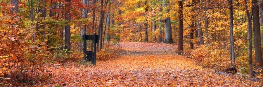 forest trail littered with orange leaves with autumn trees on either side